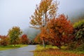 Formosan Sweet GumÃ£â¬ÂFragrant MapleÃ£â¬ÂBeautiful Sweetgum